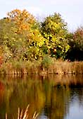 YCT 54 acre CR protects Hospital Bog's autumn color..