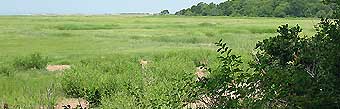 View of YCT's 34 acres of salt marsh seen from High Hill Farm Conservation Restriction
